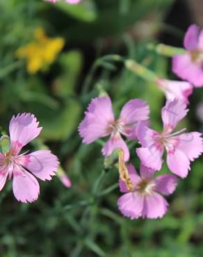 Fotografia 3 da espécie Dianthus caryophyllus no Jardim Botânico UTAD