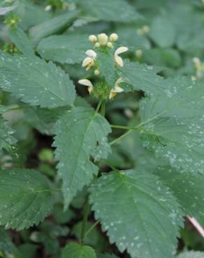 Fotografia 3 da espécie Lamium galeobdolon subesp. montanum no Jardim Botânico UTAD