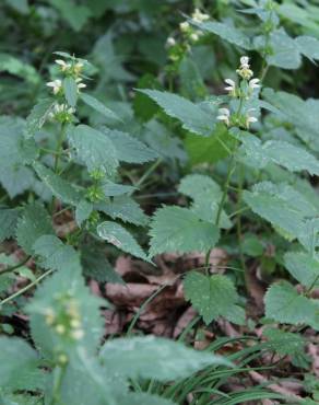 Fotografia 4 da espécie Lamium galeobdolon subesp. montanum no Jardim Botânico UTAD