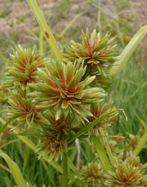 Fotografia 5 da espécie Cyperus eragrostis no Jardim Botânico UTAD