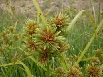 Fotografia da espécie Cyperus eragrostis