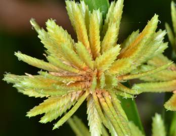 Fotografia da espécie Cyperus eragrostis