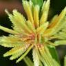 Fotografia 6 da espécie Cyperus eragrostis do Jardim Botânico UTAD