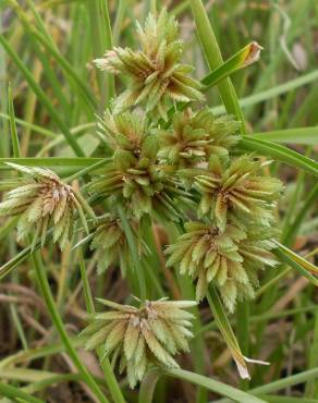 Fotografia 7 da espécie Cyperus eragrostis no Jardim Botânico UTAD