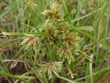 Fotografia da espécie Cyperus eragrostis