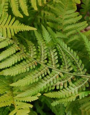 Fotografia 3 da espécie Dryopteris filix-mas no Jardim Botânico UTAD