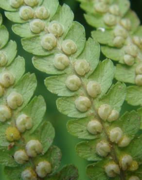 Fotografia 4 da espécie Dryopteris filix-mas no Jardim Botânico UTAD