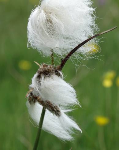 Fotografia de capa Eriophorum angustifolium - do Jardim Botânico