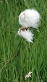 Fotografia da espécie Eriophorum angustifolium