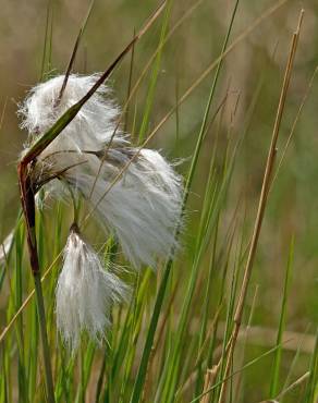 Fotografia 3 da espécie Eriophorum angustifolium no Jardim Botânico UTAD