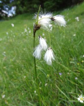 Fotografia 4 da espécie Eriophorum angustifolium no Jardim Botânico UTAD