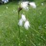 Fotografia 4 da espécie Eriophorum angustifolium do Jardim Botânico UTAD