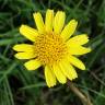 Fotografia 1 da espécie Arnica montana subesp. atlantica do Jardim Botânico UTAD