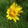 Fotografia 4 da espécie Arnica montana subesp. atlantica do Jardim Botânico UTAD