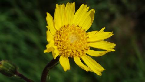 Fotografia da espécie Arnica montana subesp. atlantica