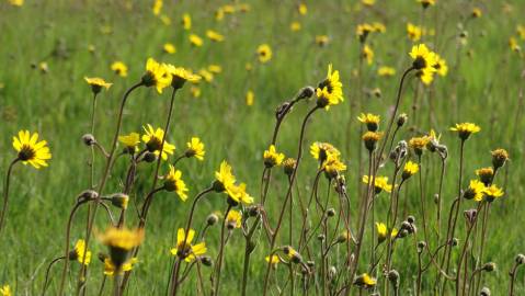 Fotografia da espécie Arnica montana subesp. atlantica