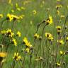 Fotografia 7 da espécie Arnica montana subesp. atlantica do Jardim Botânico UTAD