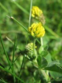 Fotografia da espécie Medicago lupulina