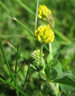 Fotografia 3 da espécie Medicago lupulina no Jardim Botânico UTAD