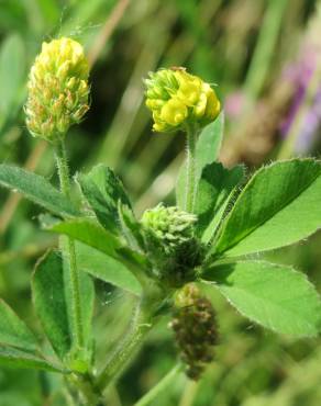 Fotografia 4 da espécie Medicago lupulina no Jardim Botânico UTAD