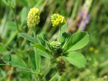 Fotografia da espécie Medicago lupulina