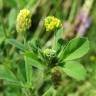 Fotografia 4 da espécie Medicago lupulina do Jardim Botânico UTAD