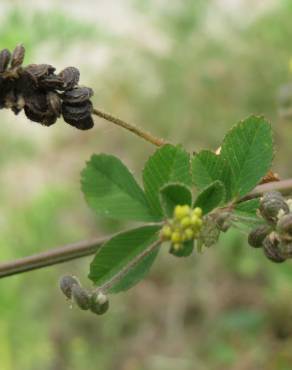 Fotografia 5 da espécie Medicago lupulina no Jardim Botânico UTAD