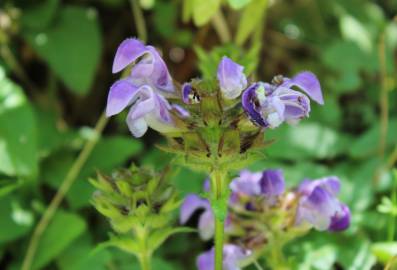 Fotografia da espécie Prunella grandiflora