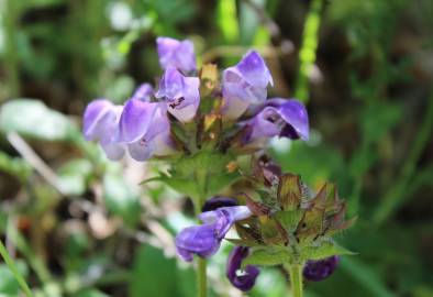 Fotografia da espécie Prunella grandiflora