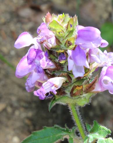 Fotografia de capa Prunella grandiflora - do Jardim Botânico