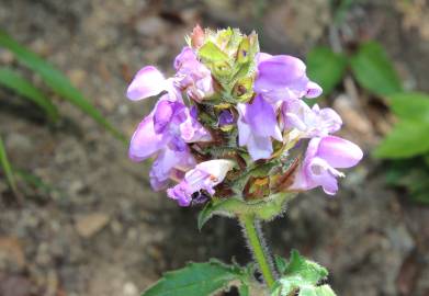 Fotografia da espécie Prunella grandiflora