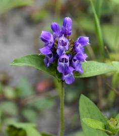 Fotografia da espécie Prunella grandiflora