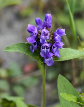 Fotografia 4 da espécie Prunella grandiflora no Jardim Botânico UTAD