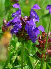 Fotografia da espécie Prunella grandiflora