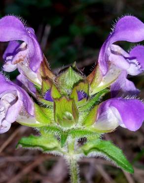 Fotografia 6 da espécie Prunella grandiflora no Jardim Botânico UTAD