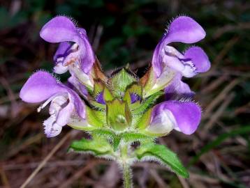 Fotografia da espécie Prunella grandiflora