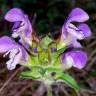 Fotografia 6 da espécie Prunella grandiflora do Jardim Botânico UTAD