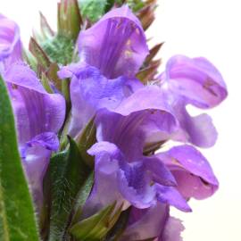 Fotografia da espécie Prunella grandiflora