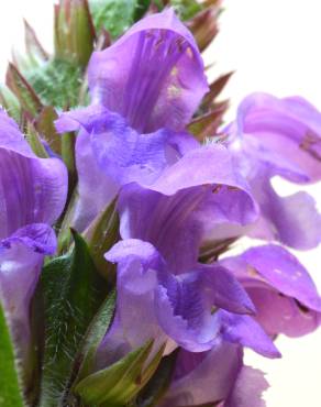 Fotografia 7 da espécie Prunella grandiflora no Jardim Botânico UTAD