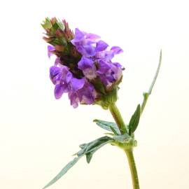 Fotografia da espécie Prunella grandiflora