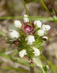 Prunella laciniata