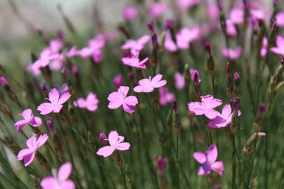 Fotografia da espécie Dianthus pungens subesp. brachyanthus
