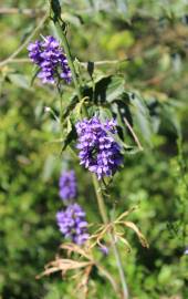 Fotografia da espécie Delphinium bolosii