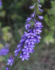 Delphinium bolosii