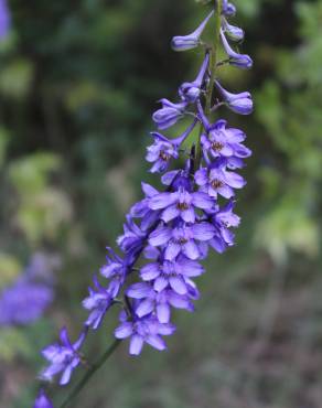 Fotografia 1 da espécie Delphinium bolosii no Jardim Botânico UTAD