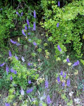 Fotografia 3 da espécie Delphinium bolosii no Jardim Botânico UTAD