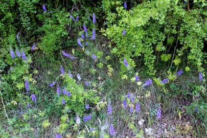 Fotografia da espécie Delphinium bolosii