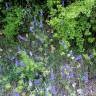 Fotografia 3 da espécie Delphinium bolosii do Jardim Botânico UTAD