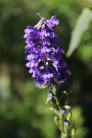 Fotografia da espécie Delphinium bolosii