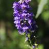 Fotografia 4 da espécie Delphinium bolosii do Jardim Botânico UTAD